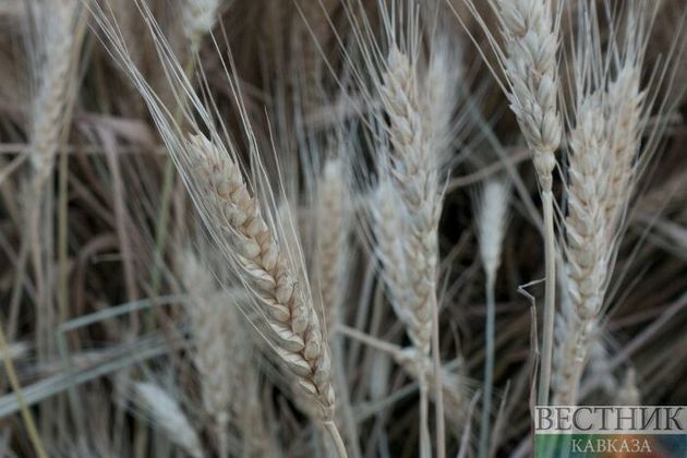 В Кировском районе сгорело пшеничное поле 