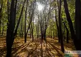Пенсионер и подросток потерялись в лесу на Кубани