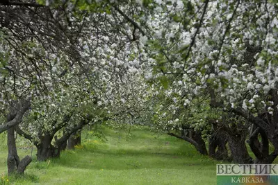 Ко Дню Победы в Тебердинском нацпарке посадили яблоневую аллею 